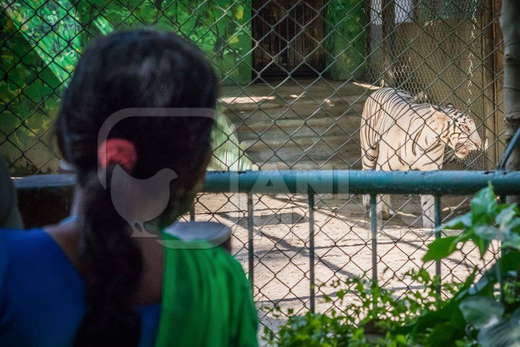 Woman watching captive white tiger pacing in an enclosure at Patna zoo in Bihar