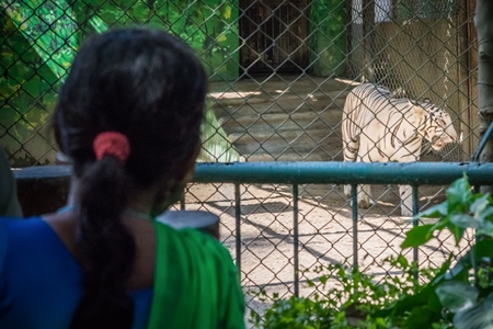 Woman watching captive white tiger pacing in an enclosure at Patna zoo in Bihar
