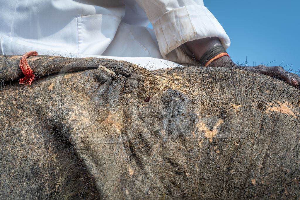 Elephant with wounds on head caused by ankush hook inflicted by mahout, used for tourist elephant rides at Amber palace, Jaipur