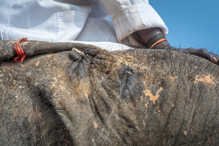 Elephant with wounds on head caused by ankush hook inflicted by mahout, used for tourist elephant rides at Amber palace, Jaipur