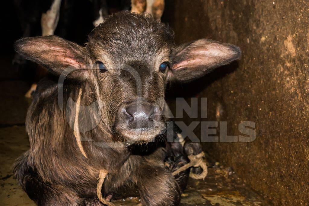 Farmed buffalo calf tied up in an urban dairy in Maharashtra