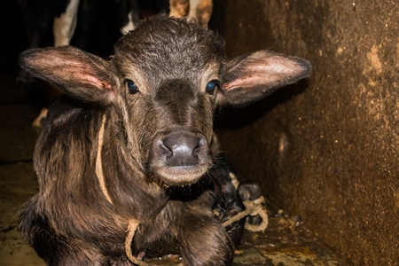 Farmed buffalo calf tied up in an urban dairy in Maharashtra