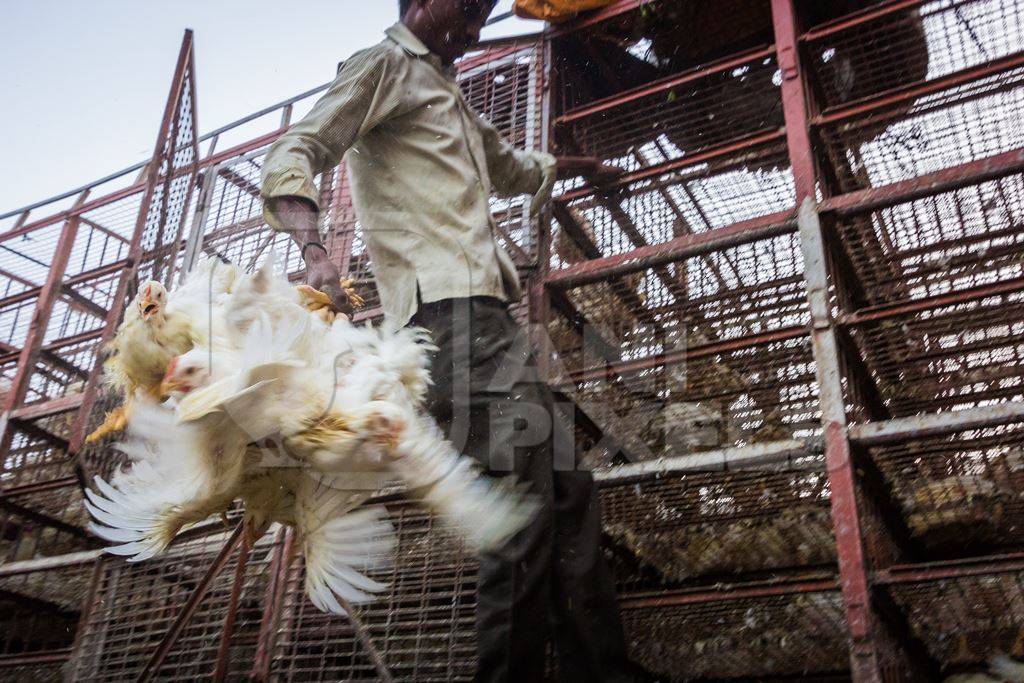 Broiler chickens raised for meat being unloaded from transport trucks near Crawford meat market