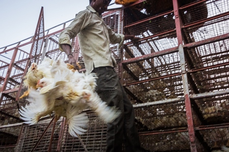 Broiler chickens raised for meat being unloaded from transport trucks near Crawford meat market