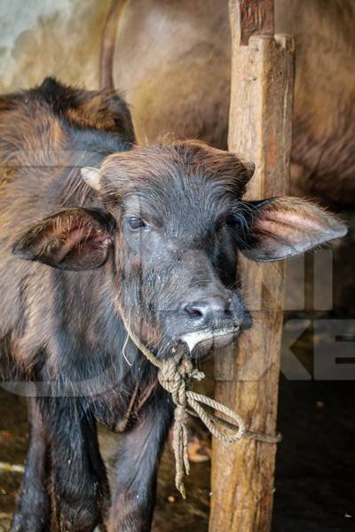 Sick looking farmed buffalo calf tied up in an urban dairy