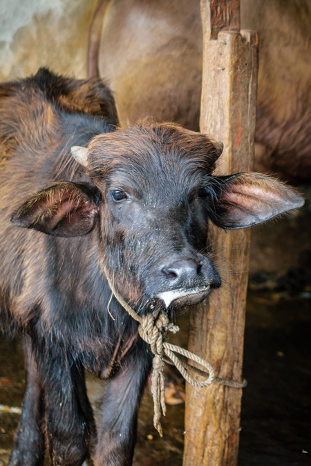 Sick looking farmed buffalo calf tied up in an urban dairy