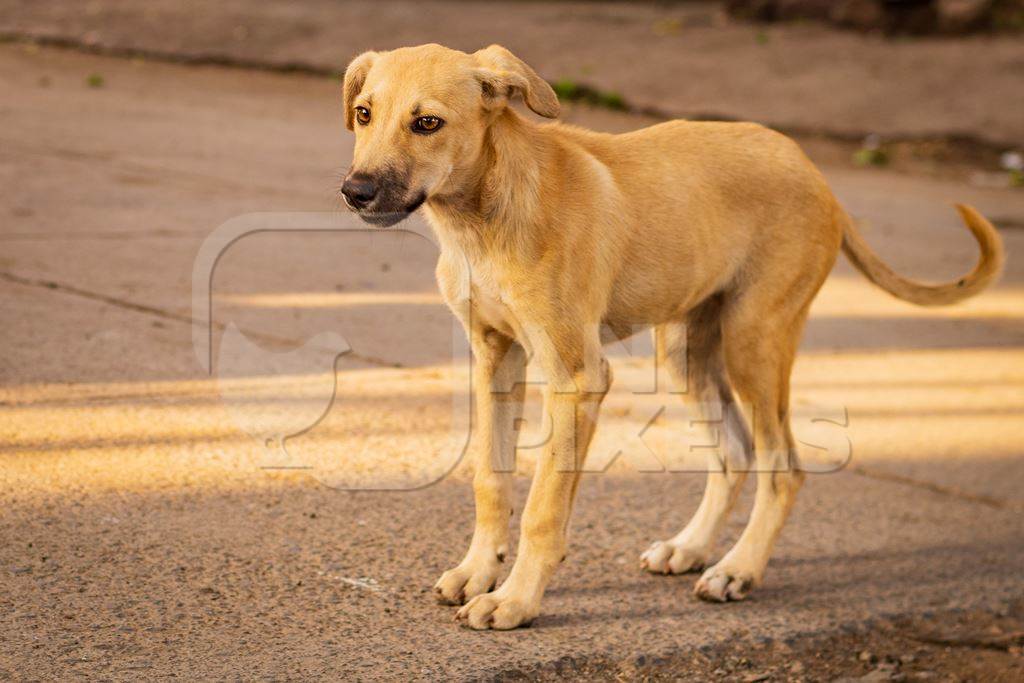 Indian stray or street puppy dogs in urban city in Maharashtra, India, 2021