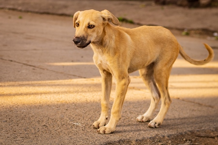 Indian stray or street puppy dogs in urban city in Maharashtra, India, 2021