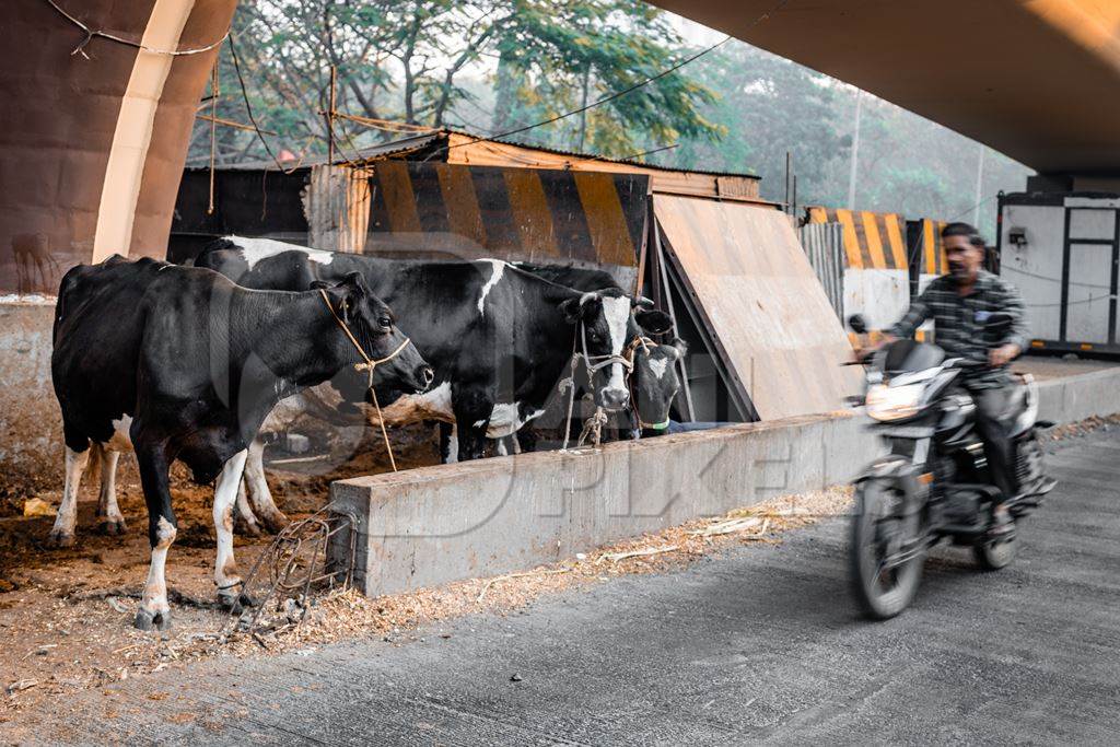 Indian dairy cows on an urban tabela in the divider of a busy road, Pune, Maharashtra, India, 2024