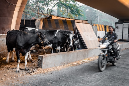 Indian dairy cows on an urban tabela in the divider of a busy road, Pune, Maharashtra, India, 2024