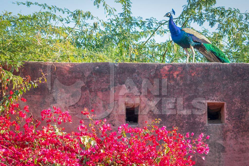 Photo of beautiful blue Indian peacock bird, national bird of India in Bikaner in Rajasthan in India