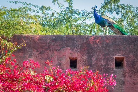 Photo of beautiful blue Indian peacock bird, national bird of India in Bikaner in Rajasthan in India