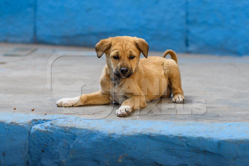 Small Indian street dog puppy or stray pariah dog puppy with blue wall background in the urban city of Jodhpur, India, 2022