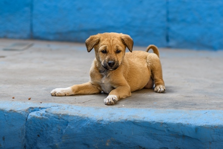 Small Indian street dog puppy or stray pariah dog puppy with blue wall background in the urban city of Jodhpur, India, 2022