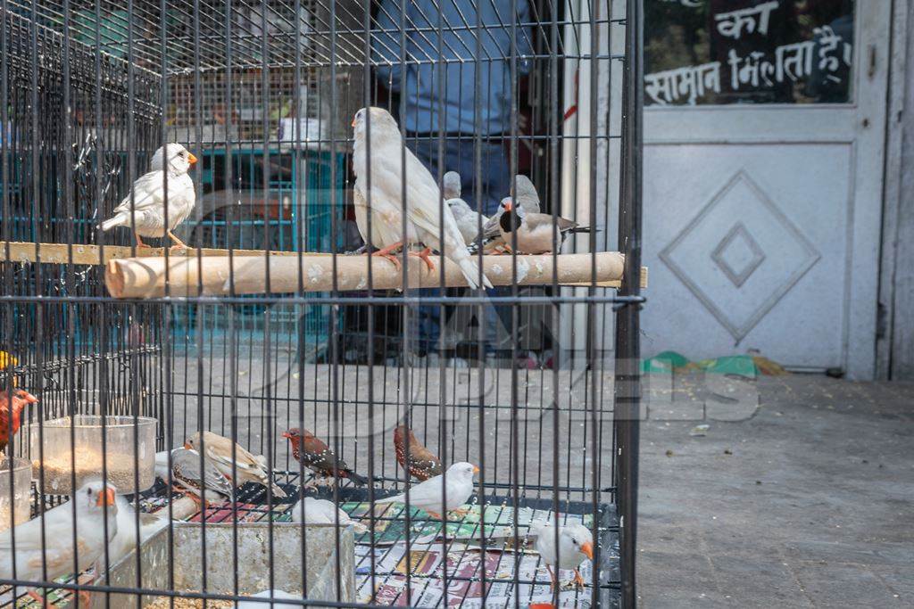 Exotic birds in cages for sale as pets at market at Sonepur cattle fair in Bihar