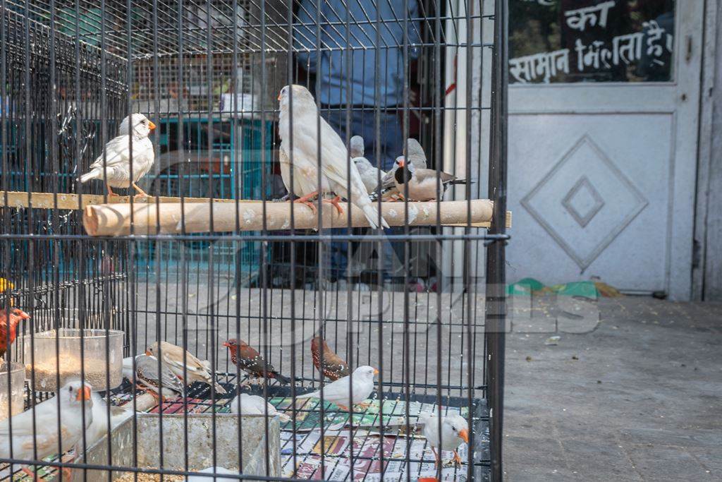 Exotic birds in cages for sale as pets at market at Sonepur cattle fair in Bihar