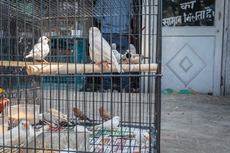 Exotic birds in cages for sale as pets at market at Sonepur cattle fair in Bihar