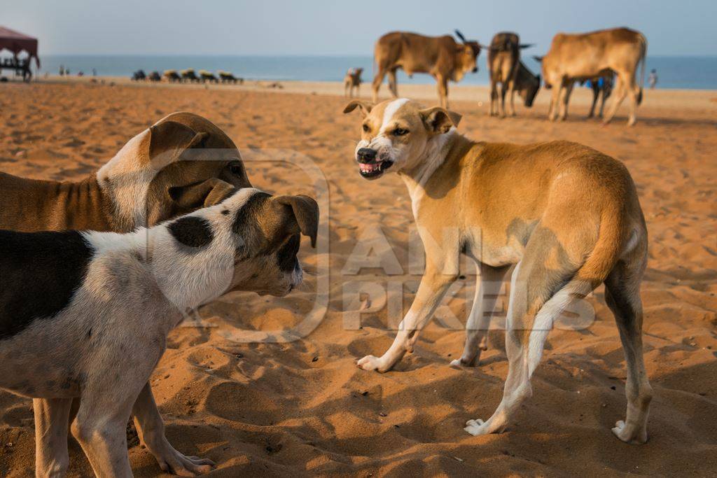 Stray street dogs and puppies playing on beach in Goa