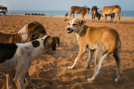 Stray street dogs and puppies playing on beach in Goa