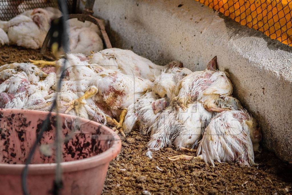 Pile of dead and decaying Indian broiler chickens on a poultry meat farm in Maharashtra, India, 2016