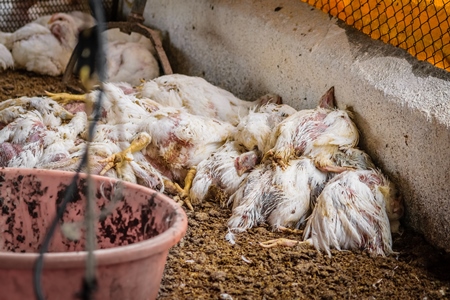 Pile of dead and decaying Indian broiler chickens on a poultry meat farm in Maharashtra, India, 2016