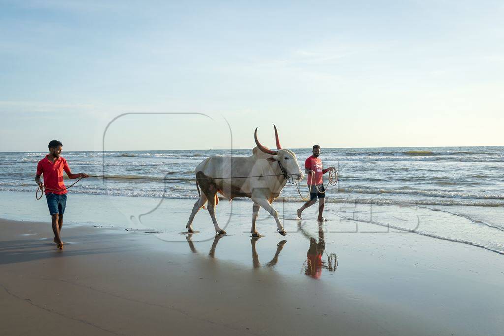 Large bullock or bull on the beach with two men in Goa, India