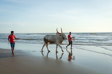 Large bullock or bull on the beach with two men in Goa, India