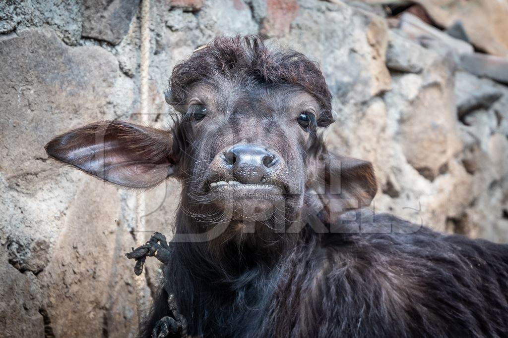 Small sad looking buffalo calf in a rural dairy in Maharashtra