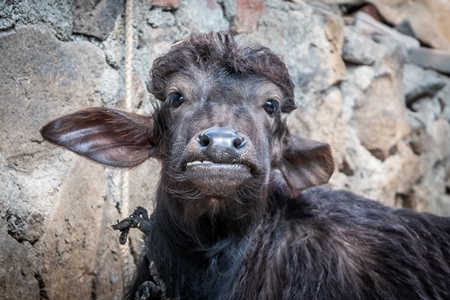 Small sad looking buffalo calf in a rural dairy in Maharashtra