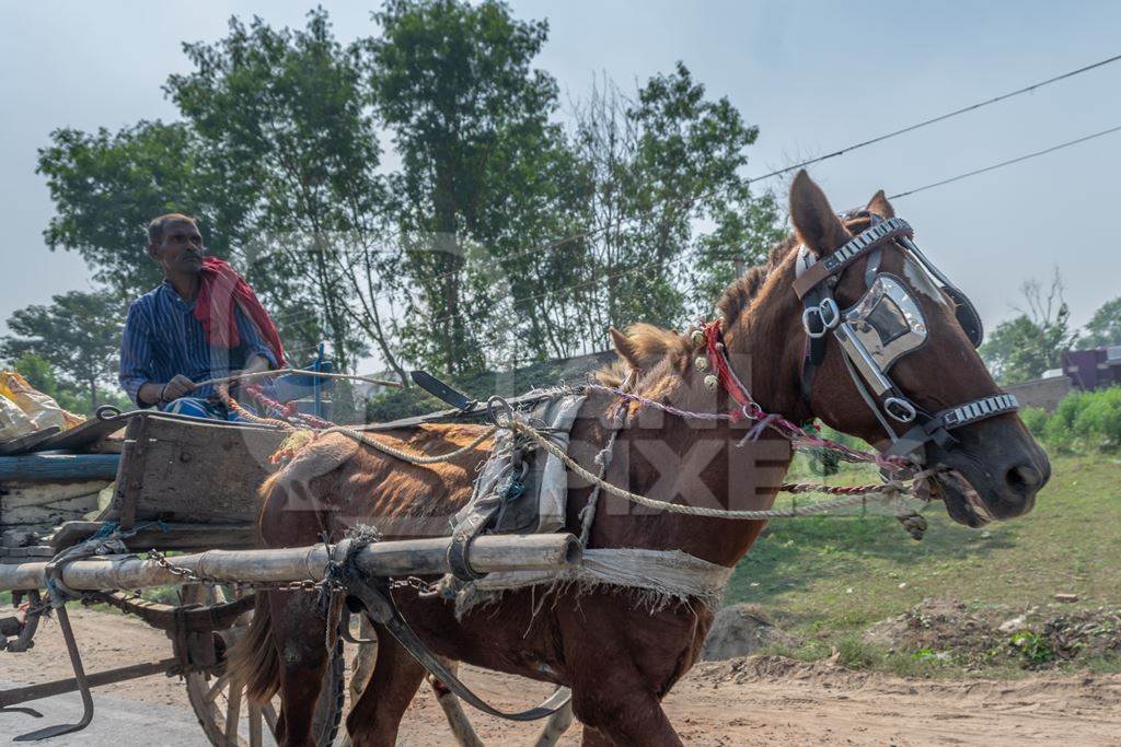 Horse used for labour on the road pulling loaded cart with man in Bihar