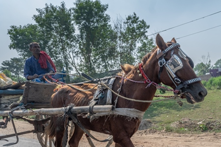 Horse used for labour on the road pulling loaded cart with man in Bihar