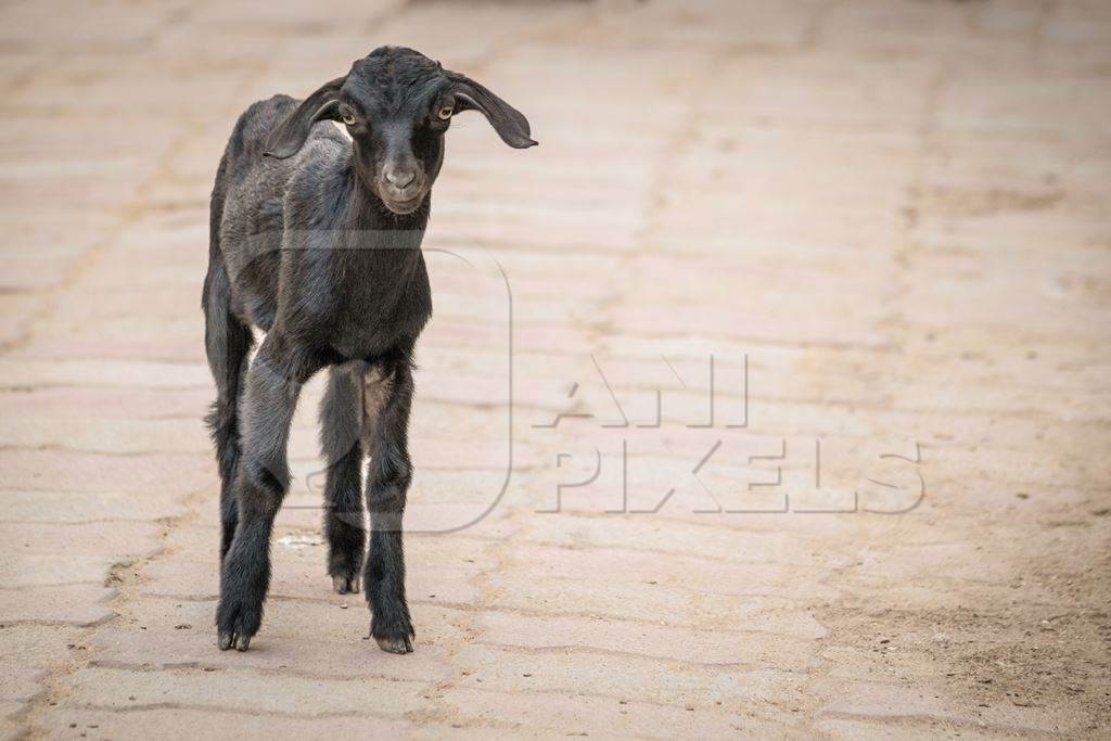 Black goat in village in rural Bihar