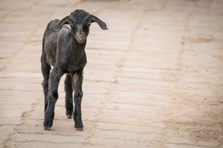 Black goat in village in rural Bihar