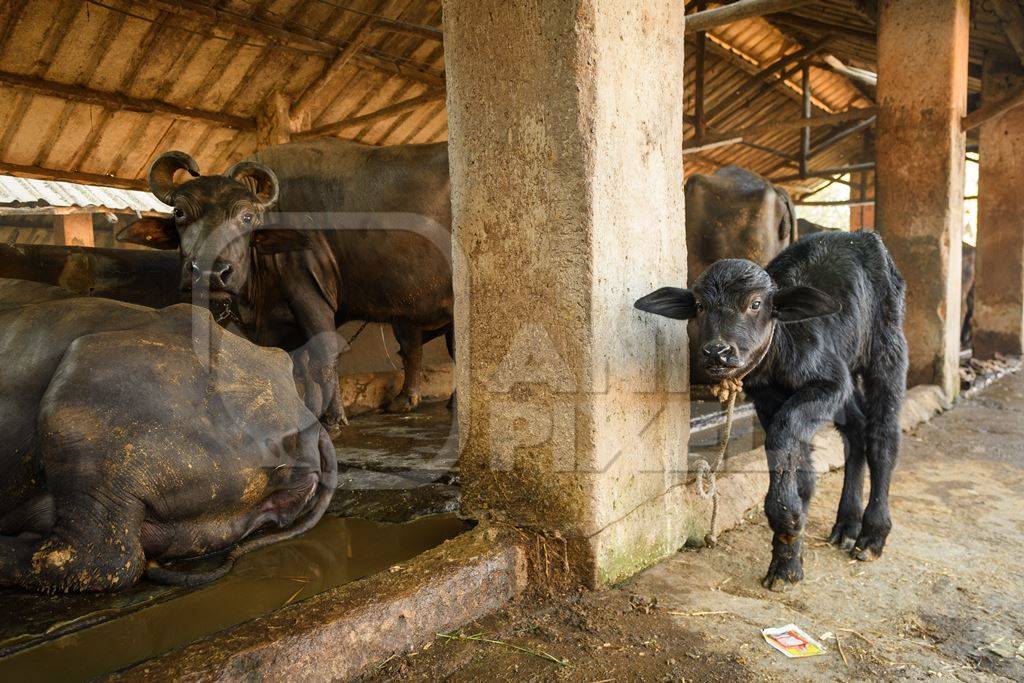 Farmed Indian buffalo calf tied up away from the mother, with a line of chained female buffaloes in the background on an urban dairy farm or tabela, Aarey milk colony, Mumbai, India, 2023