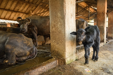 Farmed Indian buffalo calf tied up away from the mother, with a line of chained female buffaloes in the background on an urban dairy farm or tabela, Aarey milk colony, Mumbai, India, 2023