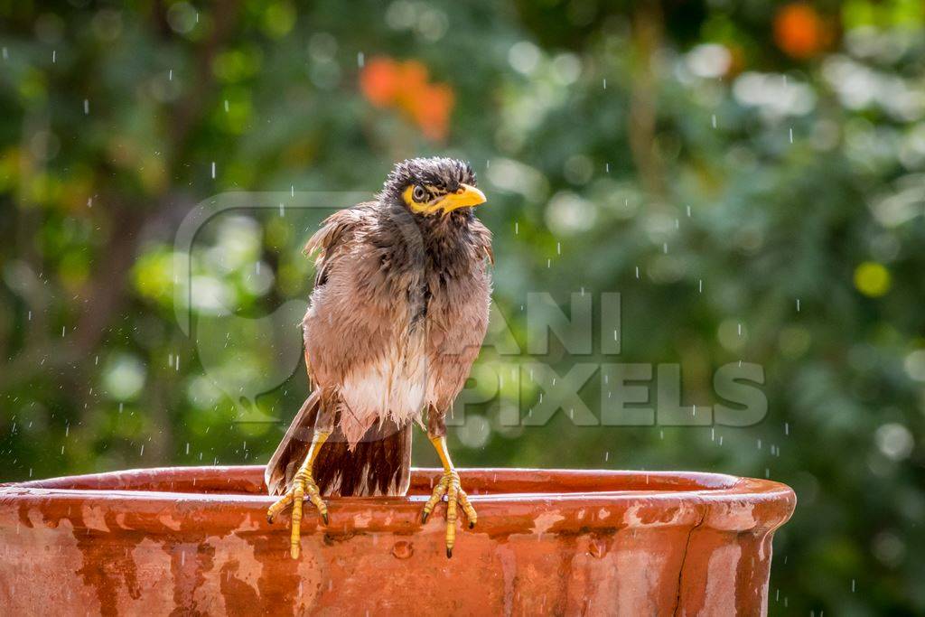 Indian mynah bird bathing and drinking from orange water bowl