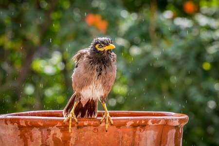 Indian mynah bird bathing and drinking from orange water bowl