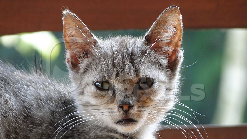 Close up of head of grey tabby kitten