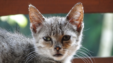 Close up of head of grey tabby kitten