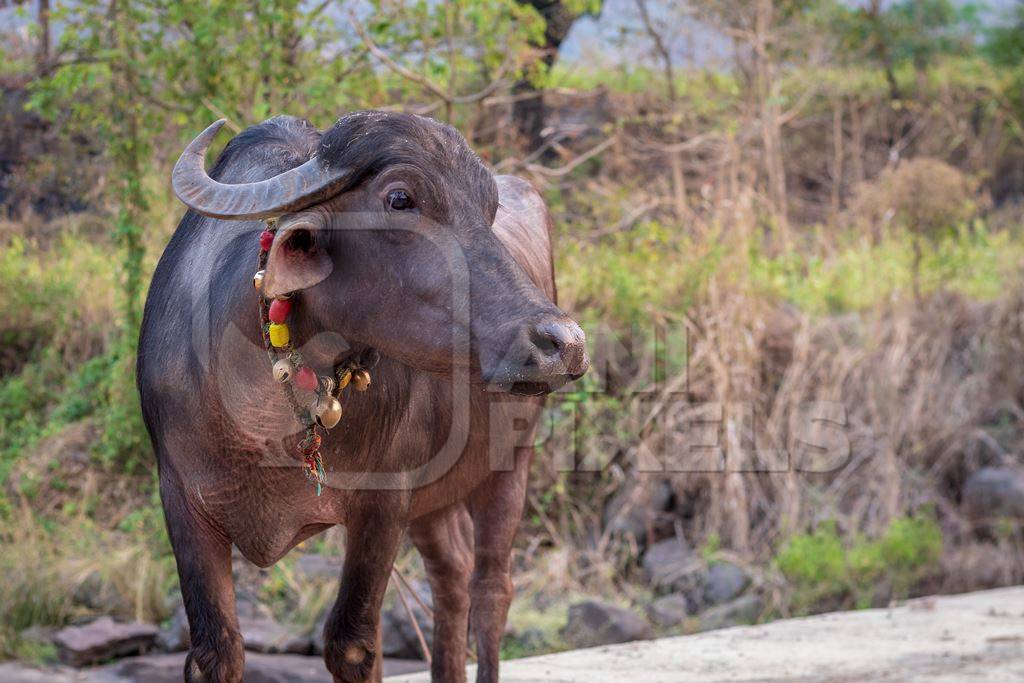 Indian buffaloes from a buffalo dairy farm walking along a path in a village in rural Maharashtra, India