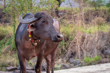 Indian buffaloes from a buffalo dairy farm walking along a path in a village in rural Maharashtra, India