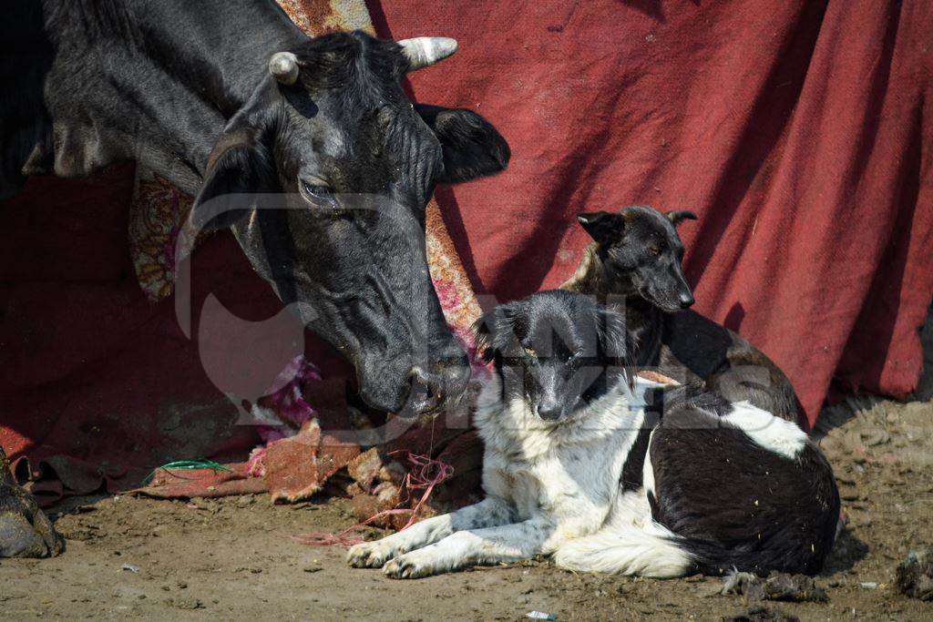 Indian street or stray pariah dogs with street cow in urban city of Ghazipur, Delhi, India, 2022