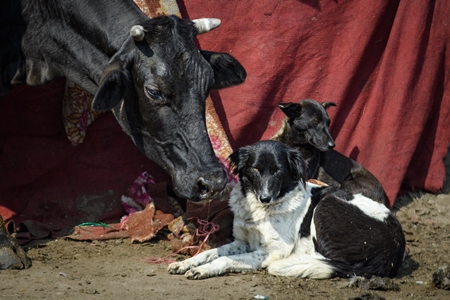 Indian street or stray pariah dogs with street cow in urban city of Ghazipur, Delhi, India, 2022