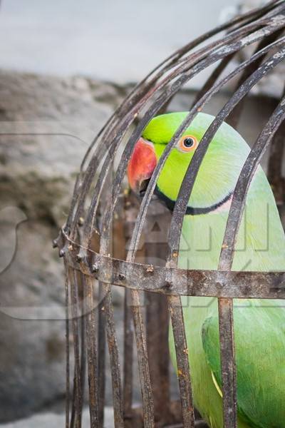 Green Rose Ringed parakeet bird held captive illegally in metal cage - see description below