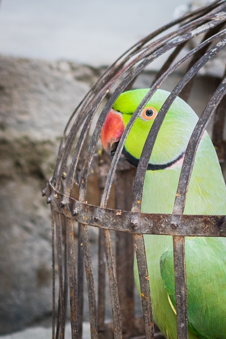 Green Rose Ringed parakeet bird held captive illegally in metal cage - see description below