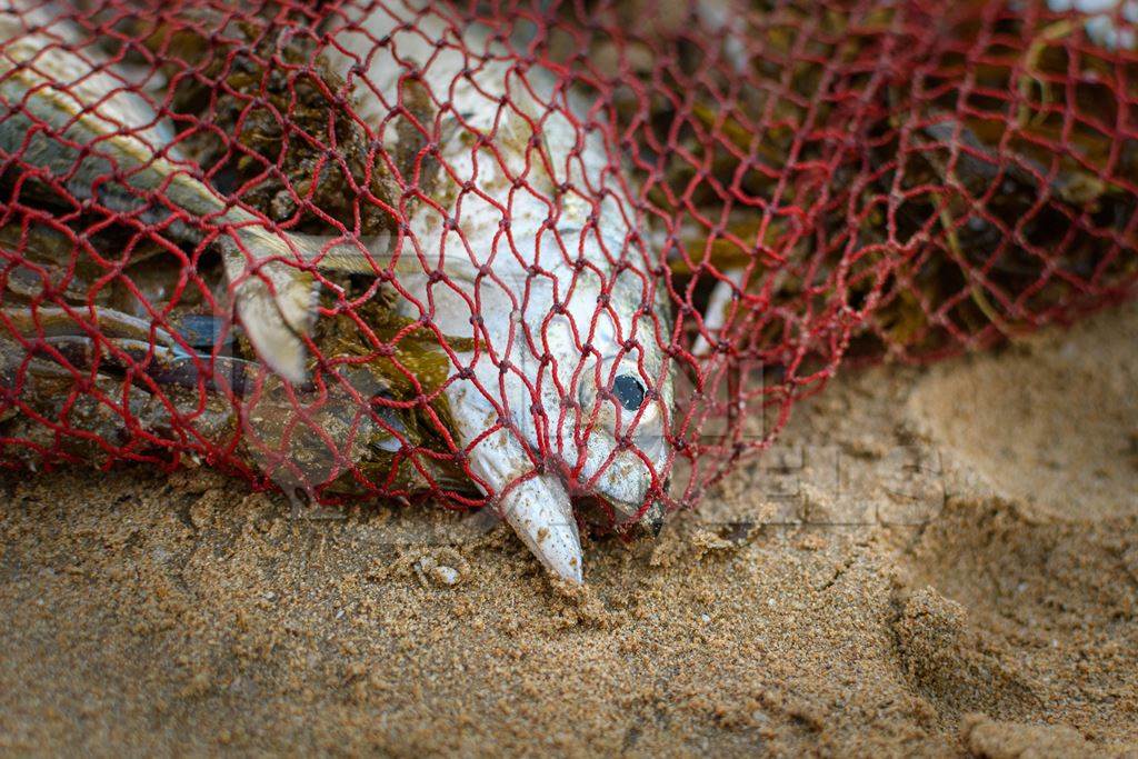 Indian fish caught in red fishing net on beach in Maharashtra, India, 2022