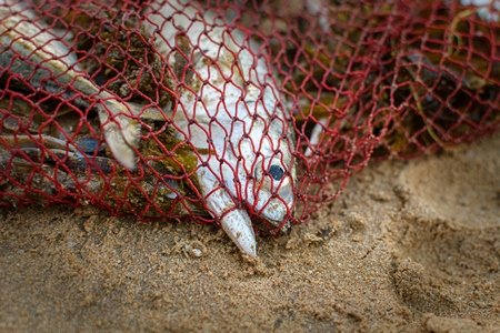 Indian fish caught in red fishing net on beach in Maharashtra, India, 2022