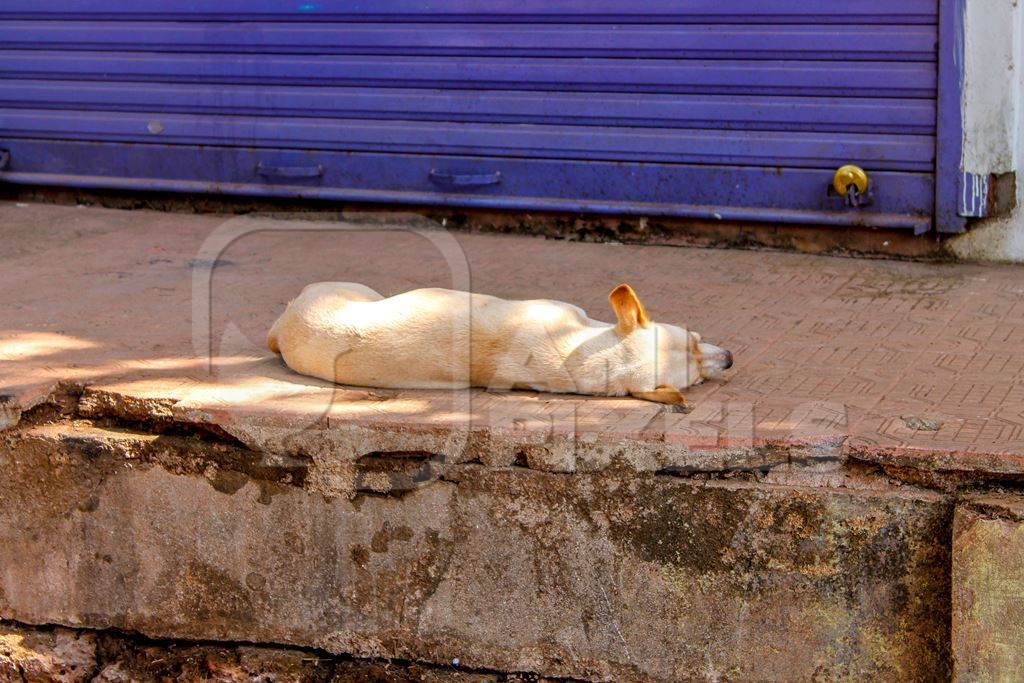 Street dog sleeping in front of a blue door in an urban city