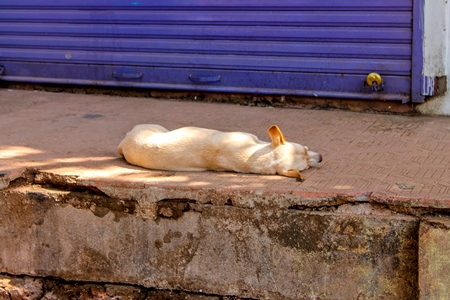 Street dog sleeping in front of a blue door in an urban city