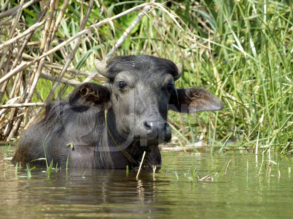 Buffalo in the water with green background